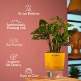 Monstera Adansonii | Broken Heart Plant- Live Plant (With Self-Watering Pot & Plant)