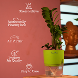 Zamioculcas zamiifolia ƒ??Zenziƒ?? Dwarf ZZ Plant- Live Plant (With Self-Watering Pot & Plant)