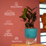 Zamioculcas Raven / Black ZZ Plant (Zamioculcas zamiifolia)- Live Plant (With Self-Watering Pot & Plant) (Home & Garden)