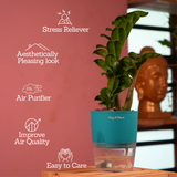 Zamioculcas zamiifolia ƒ??Zenziƒ?? Dwarf ZZ Plant- Live Plant (With Self-Watering Pot & Plant)