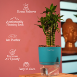 Lotus Bamboo / Lucky Bamboo - Live Plant (With Self-Watering Pot & Plant)