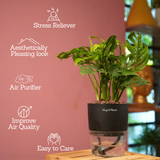 Monstera Adansonii | Broken Heart Plant- Live Plant (With Self-Watering Pot & Plant)