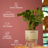 Monstera Adansonii | Broken Heart Plant- Live Plant (With Self-Watering Pot & Plant)