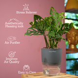 Monstera Adansonii | Broken Heart Plant- Live Plant (With Self-Watering Pot & Plant)