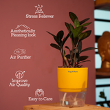 Zamioculcas Raven / Black ZZ Plant (Zamioculcas zamiifolia)- Live Plant (With Self-Watering Pot & Plant) (Home & Garden)