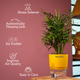 Chamaedorea Palm (Chamaedorea seifrizii) - Live Plant (With Self-Watering Pot & Plant)