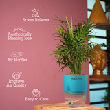 Chamaedorea Palm (Chamaedorea seifrizii) - Live Plant (With Self-Watering Pot & Plant)