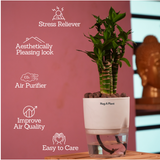 Lotus Bamboo / Lucky Bamboo - Live Plant (With Self-Watering Pot & Plant)