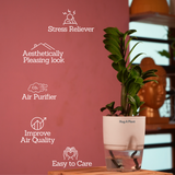 Zamioculcas zamiifolia ƒ??Zenziƒ?? Dwarf ZZ Plant- Live Plant (With Self-Watering Pot & Plant)