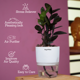 Zamioculcas Raven / Black ZZ Plant (Zamioculcas zamiifolia)- Live Plant (With Self-Watering Pot & Plant) (Home & Garden)