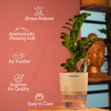 Zamioculcas zamiifolia ƒ??Zenziƒ?? Dwarf ZZ Plant- Live Plant (With Self-Watering Pot & Plant)