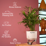 Chamaedorea Palm (Chamaedorea seifrizii) - Live Plant (With Self-Watering Pot & Plant)