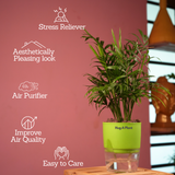 Chamaedorea Palm (Chamaedorea seifrizii) - Live Plant (With Self-Watering Pot & Plant)