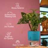 Monstera Adansonii | Broken Heart Plant- Live Plant (With Self-Watering Pot & Plant)