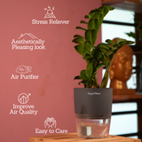 Zamioculcas zamiifolia ƒ??Zenziƒ?? Dwarf ZZ Plant- Live Plant (With Self-Watering Pot & Plant)