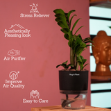 Zamioculcas zamiifolia ƒ??Zenziƒ?? Dwarf ZZ Plant- Live Plant (With Self-Watering Pot & Plant)