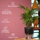 Chamaedorea Palm (Chamaedorea seifrizii) - Live Plant (With Self-Watering Pot & Plant)