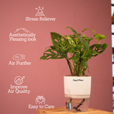 Monstera Adansonii | Broken Heart Plant- Live Plant (With Self-Watering Pot & Plant)