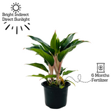 Aglaonema Sapphire Pink- Live Plant (Home & Garden)