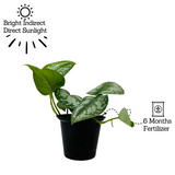 Silver Pictus / Silver Satin Pothos - Live Plant (Home & Garden)