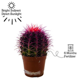 Ball Cactus Purple (echinocactus grusonii) - Live Plant (Home & Graden)