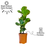 Ficus Lyrata | Fiddle Leaf Fig - Live Plant in 6inch Pot (Home & Garden)