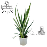 Sansevieria Silver Princess / Snake Plant (Sansevieria trifasciata)- Live Plant in 12cm Pot (Home & Garden)
