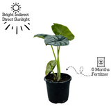 Alocasia Silver Dragon- Live Plant (Home & Garden)