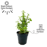 Jade Plant (Crassula Argentea) - Live Plant in 13cm Pot (Home & Garden)