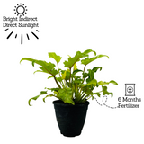 Philodendron Xanadu Golden (Thaumatophyllum xanadu)- Live Plant (Home & Garden)