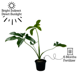 Philodendron Goeldi (Thaumatophyllum Spruceanum) - Live Plant (Home & Garden)