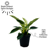 Philodendron Birkin / White Wave - Live Plant in 12cm Pot (Home & Graden)