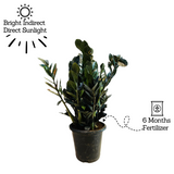 Zamioculcas Raven / Black ZZ Plant (Big) (Zamioculcas zamiifolia) - Live Plant in 8inch Pot For Indoor (Home & Garden)