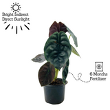 Alocasia Red Secret- Live Plant (Home & Garden)