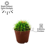 Ball Cactus Green (echinocactus grusonii) - Live Plant (Home & Graden)