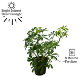 Schefflera- Live Plant (Home & Garden)