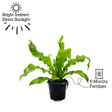 Bird Nest Fern (Asplenium Victoria) - Live Plant in 10cm Pot (Home & Garden)