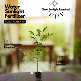 Chinese Sweet Orange Grafted Live Fruit Plant (Home & Garden)