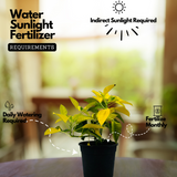 Yellow Poinsettia / Christmas Flower (Euphorbia pulcherrima) Flowering/Ornamental Live Plant (Home & Garden)