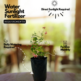 Madhumalati / Rangoon Creeper (combretum indicum)- Flowering/Ornamental/Live Plant (Home & Garden)