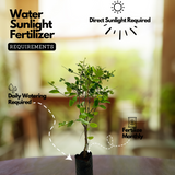Snow Bush (Breynia disticha) - Ornamental Live Plant (Home & Garden)