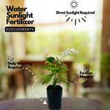 Sand paper Vine White / White Wreath (Petrea Volubilis) Wine Creeper Flowering/Ornamental Live Plant (Home & Garden)