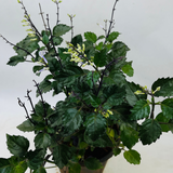 Blue Salvia (Salvia azurea) Flowering/Ornamental Live Plant (Home & Garden)