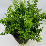 Khufiya | Cuphea Hyssopifolia (Kufiya) Mexican Heather | False Heather Flowering/Ornamental Live Plant (Home & Garden)