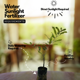 Red Nelli / Red Amla Grafted (Phyllanthus emblica) Live Fruit / Medicinal Plant (Home & Garden)