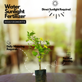 Allamanda Creeper | Pentalinon luteum (Yellow) - Flowering/Ornamental Live Plant (Home & Garden)