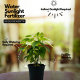 White Poinsettia / Christmas Flower (Euphorbia pulcherrima) Flowering/Ornamental Live Plant (Home & Garden)