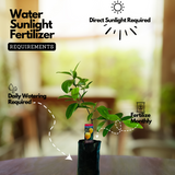 Malabar Tamarind / Kudampuli (Grafted) (Garcinia cambogia) Fruit Live Plant (Home & Garden)