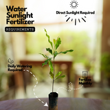 Cloves Plant (Syzygium Aromaticum) Live Spice Plant (Home & Garden)