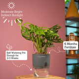 Monstera Adansonii | Broken Heart Plant- Live Plant (With Self-Watering Pot & Plant)